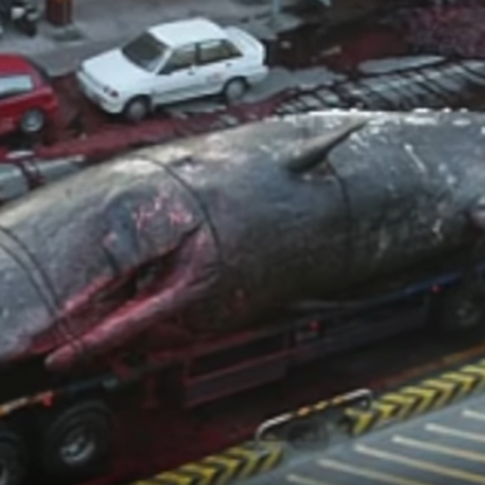 Eksplozija kitove utrobe na glavnoj ulici