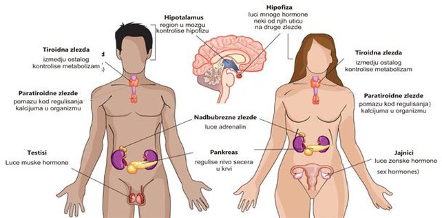 Meditacija za žlijezde s unutarnjim lučenjem
