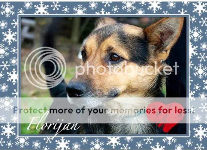 Florijan - the biggest heart there is - traži dom!