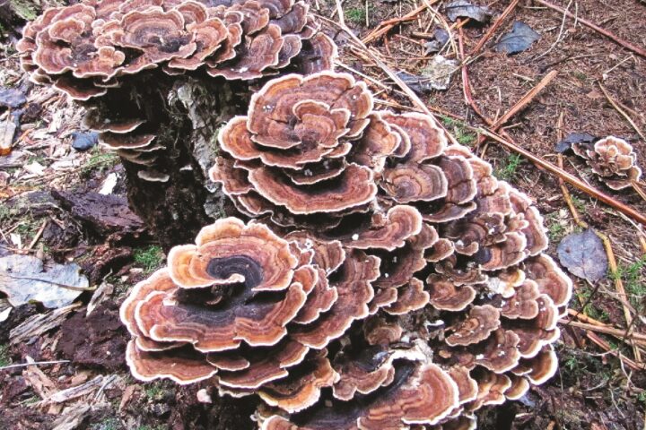 Gljive protiv raka pluća