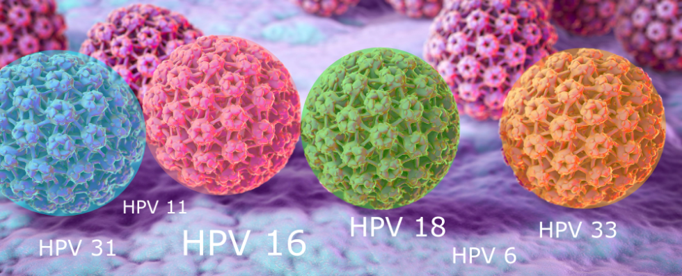 2)Humani papillomavirus (HPV)
