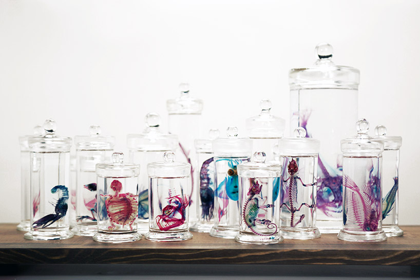 Novi svijet transparentnih primjeraka - Galerija radova japanskog umjetnika Iori Tomita