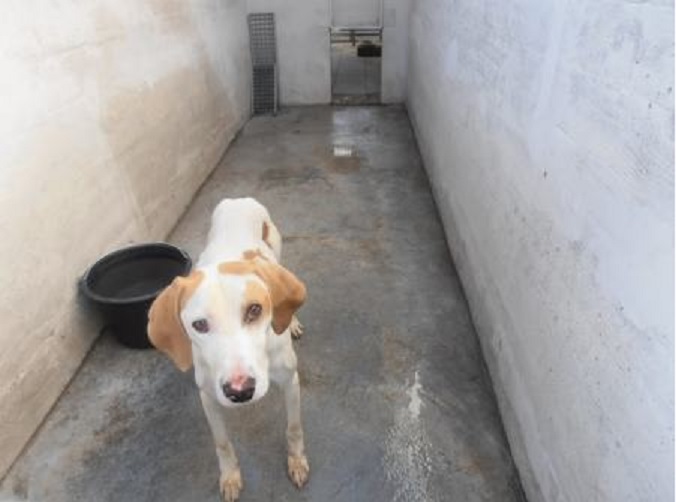 Mužjak u tipu kratkodlakog istarskog goniča - Šibenik HITNO!