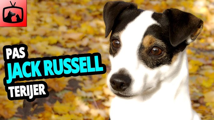 Jesse - terijer, najpametniji pas na svijetu