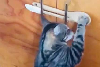 Dusty - mačak provalnik ili kleptomačak - dokumentarni video