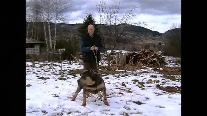 Svinjska gripa - Recept za prevenciju