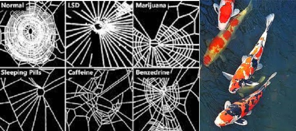 Riba koju vlasnik hrani na bočicu + Kakve mreže plete nadrogiran pauk