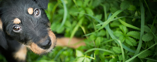Nova Internet stranica azila za nezbrinute životinje Dumovec