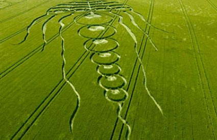 Ogromna meduza u žitu