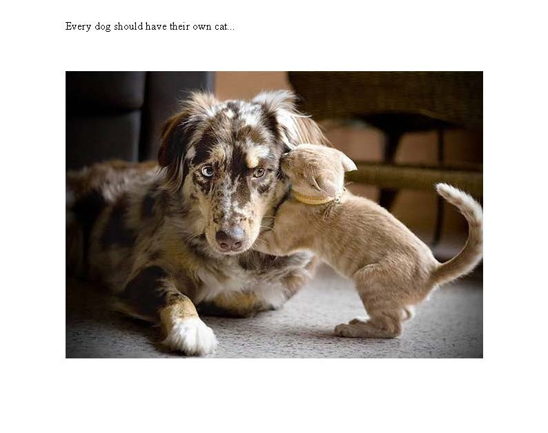 SVAKI PAS MORA IMATI SVOJU MACU.....