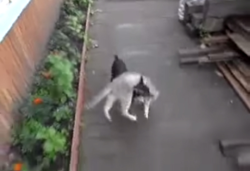 pas nosio mačku kući!