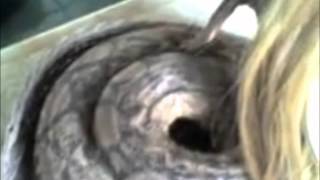 Pronađena zmija sa ženskom glavom