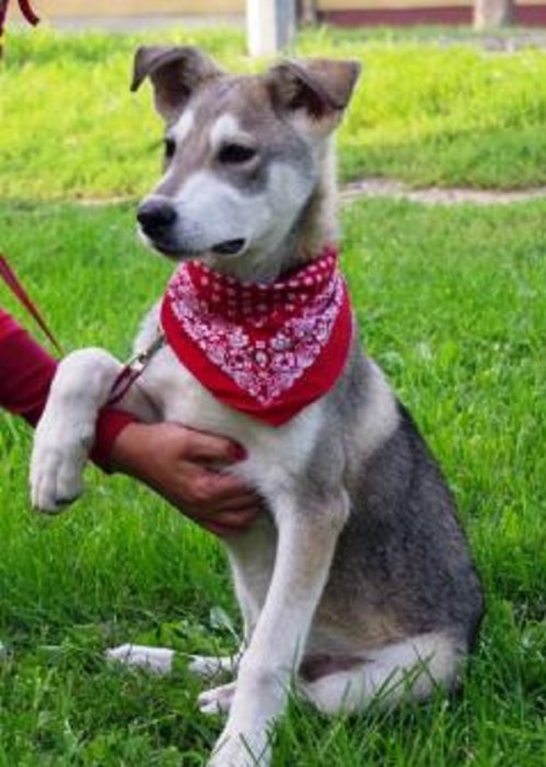 Sergej u potrazi za najboljim prijateljem 1kn Njuškalo.hr