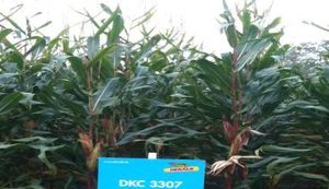 Pod velom pomoći nakon poplava, Amerika u regiju plasirala GMO sjeme!