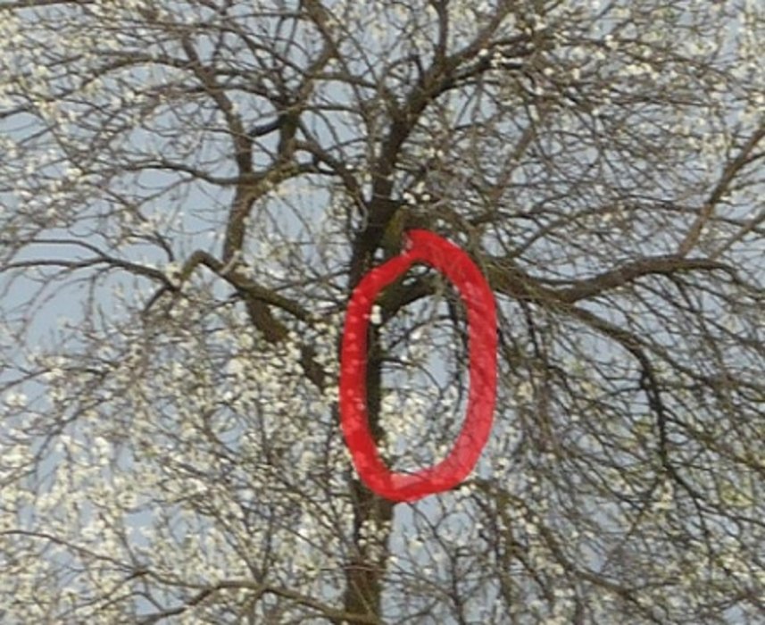 FOTOGRAFIJA PATULJKA