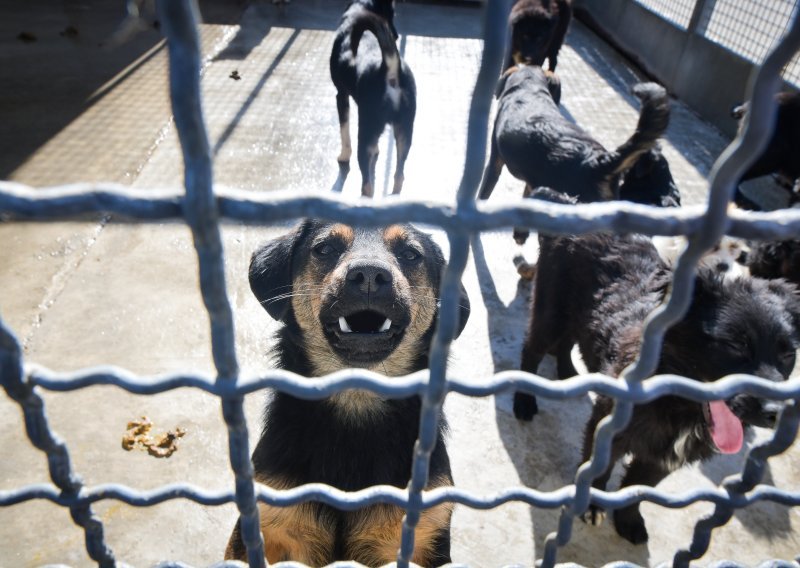 Utočište za zlostavljane i napuštene životinje