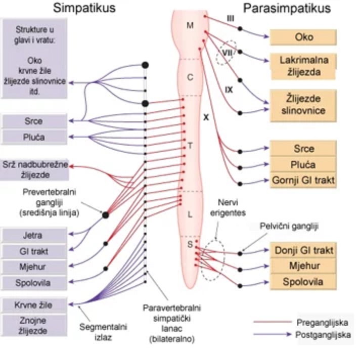 Vegetativni živčani sustav