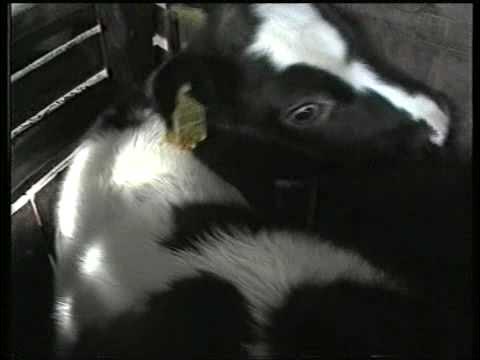 Neki putuju umirući (1. dio)