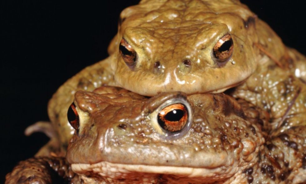 Sponzoruše i pohotnici među životinjama