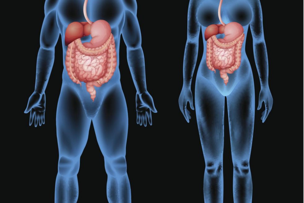 Zašto trebamo slijepo crijevo?