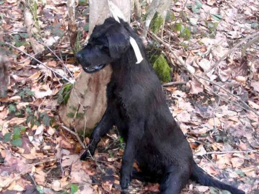 Ta divna stvorenja i što im se čini!