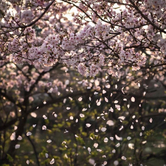 Ikkyu Soyun (1394-1481)