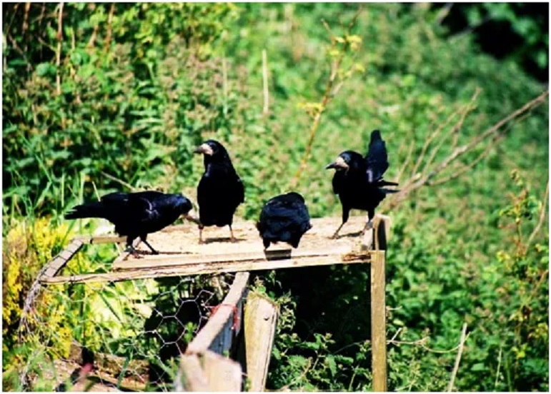 Pepeo i snijeg - Gregory Colbert