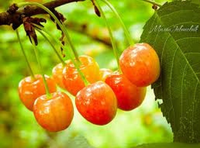 Irida sanjala sam trešnjino drvo i branje