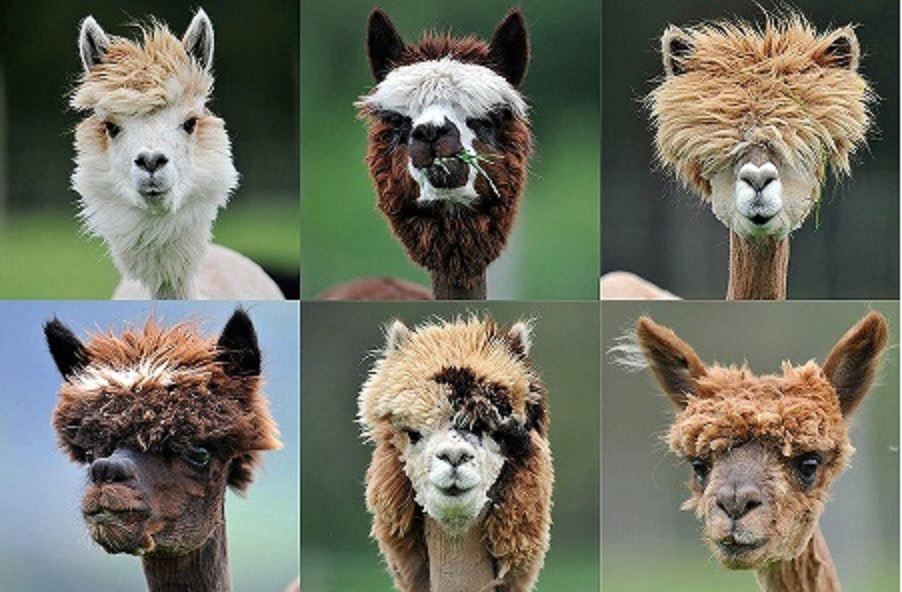 Koju frizuru odabrati?