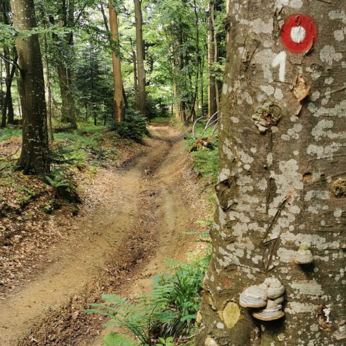 Medvednička (polu)transverzala