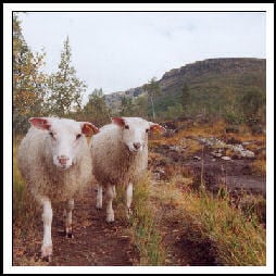 Odvratni propisi o žrtvovanju životinja