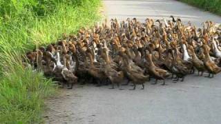 seoba pataka, jedinstveni zeko-ovčar i kad ovce polude...