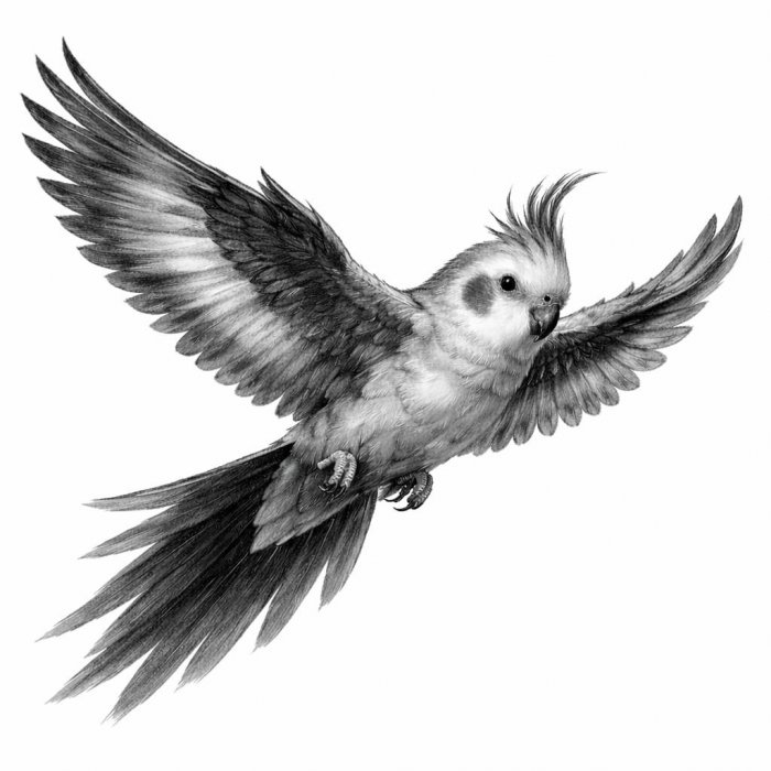 Današnja priča je priča o jednom Kikiju i slobodi