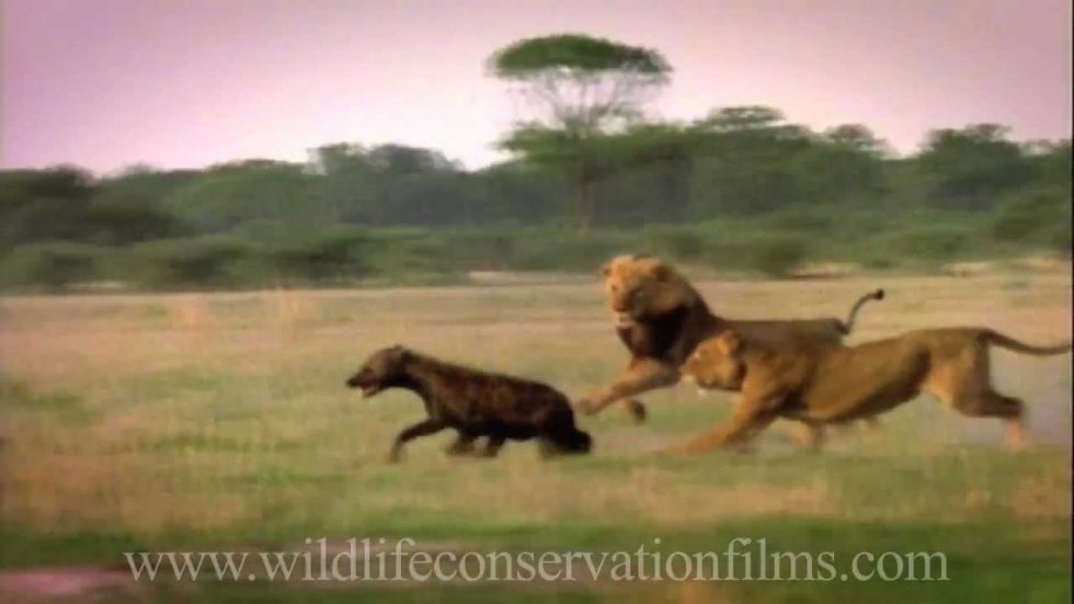 Za jahače rumenekadulje - Story From Africa