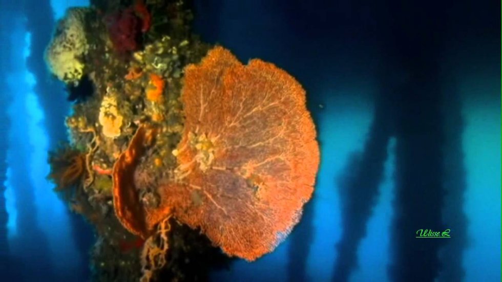 Cafe Del Mar-Seven Seas