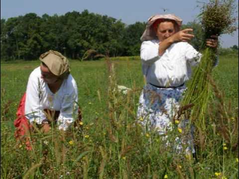 Čupanje lana 2.dio.wmv