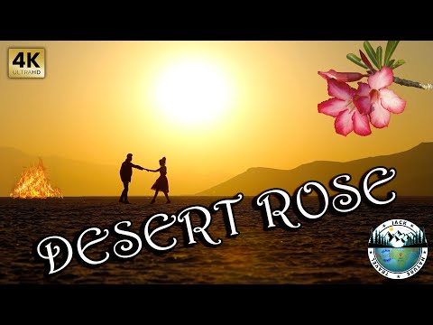 DESERT ROSE - Cheb Mami feat. Sting
