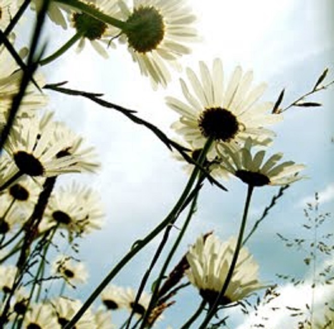 KAKO ANĐELI-DUHOVI ZRAKA GLEDAJU CHEMTRAILSE