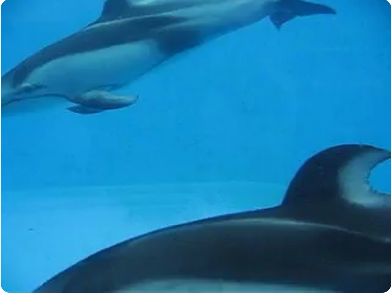 God Help The Girl / Come Monday Night