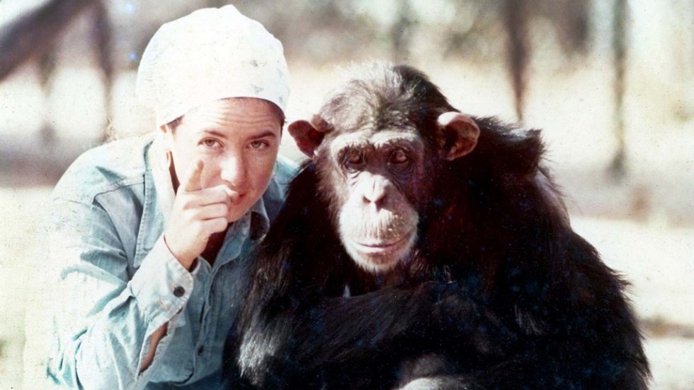 Čimpanza koji je odgajan kao čovjek