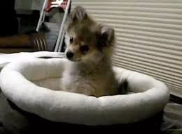 kad psić komunicira sa vukovima...