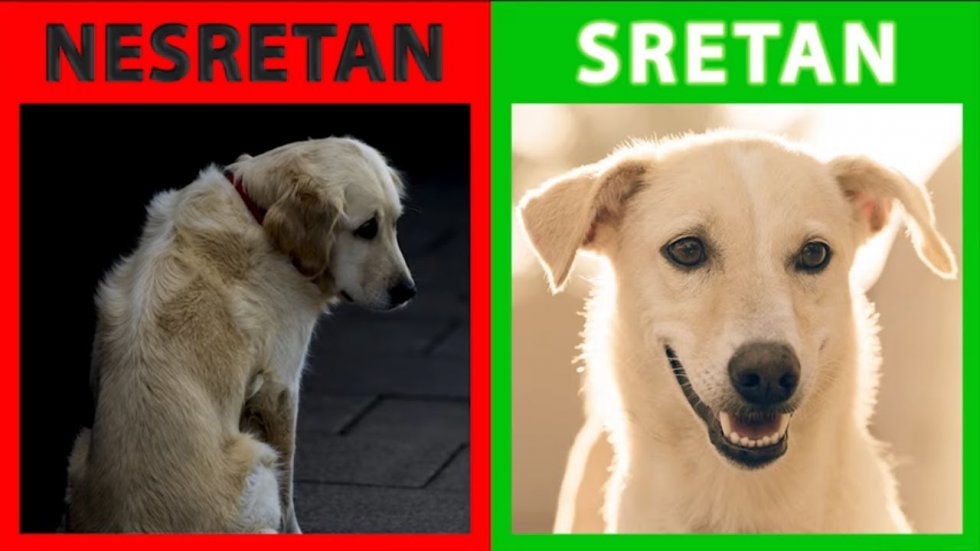 Video: Kako izgleda sreća? Ovi psi će vam to najbolje pokazati