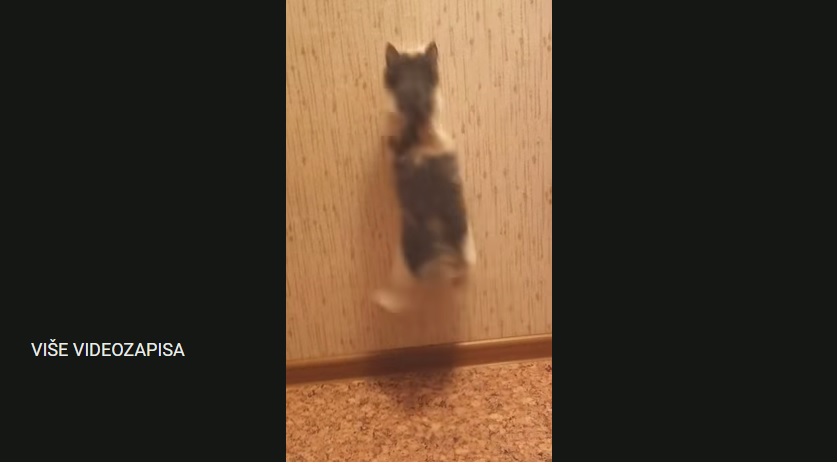 komadić tapete izludio mačiće :)