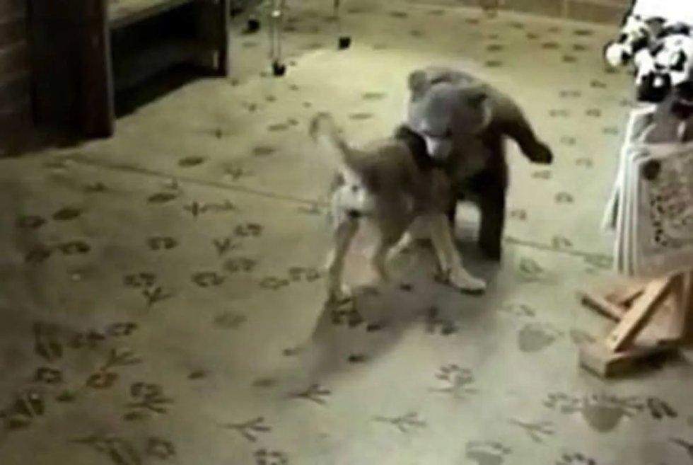 Veliki duel medvjedića i vučića :)