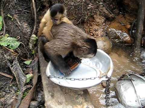 Monkey Dishwahser.wmv