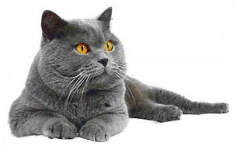 draga Irido, možeš li mi protumačiti ovaj san: sanjala sam mačku...2