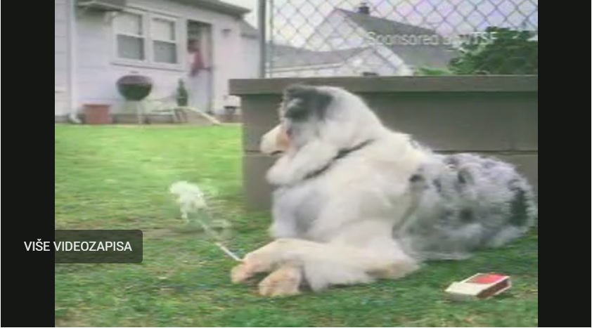 zašto pas izlazi van iz kuće?