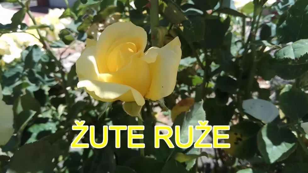 Žute ruže