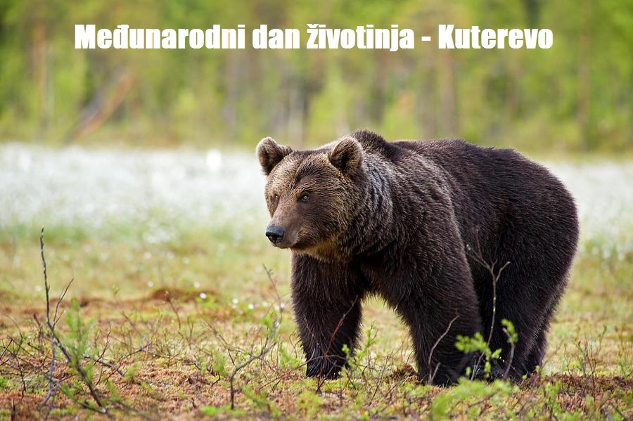 Marin Buovac izradio vizual posvećen Međunarodnom danu životinja: Kuterevo kao simbol brige i poštovanja prema medvjedima