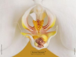 beba orhideja